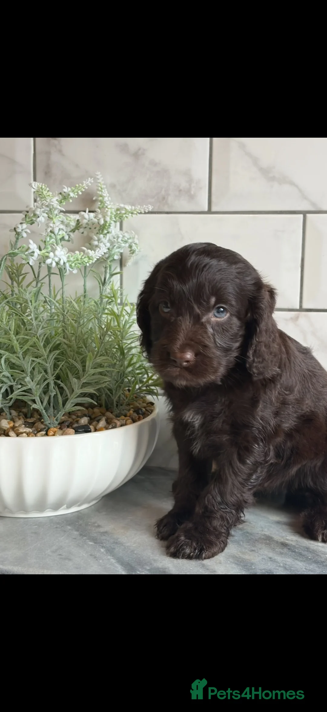Cockapoo dogs for sale: Ready now f1 Cockerpoos  - Advert 1