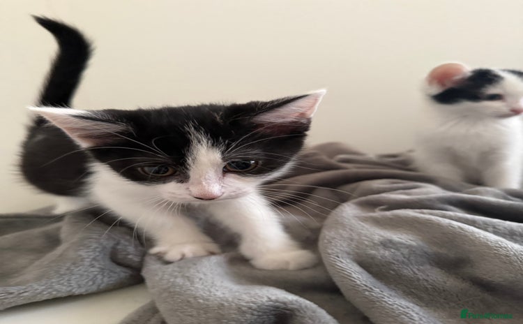 Mixed Breed cats - Advert 5