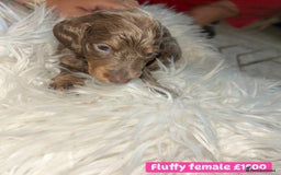 Miniature Dachshund dogs for sale: Miniature dachshund puppies excellent quality  - Image 11