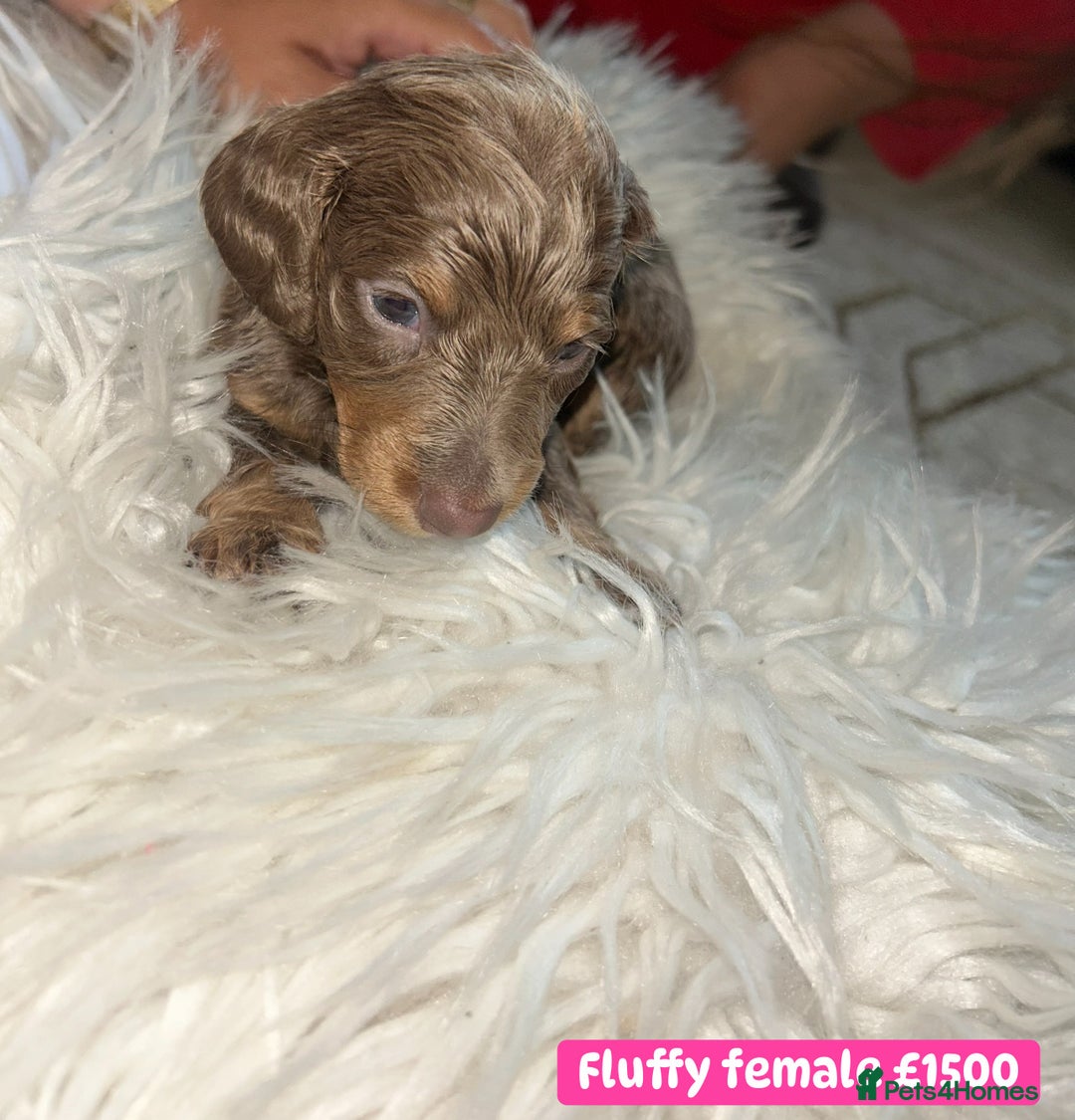 Miniature Dachshund dogs for sale: Miniature dachshund puppies excellent quality  - Image 11