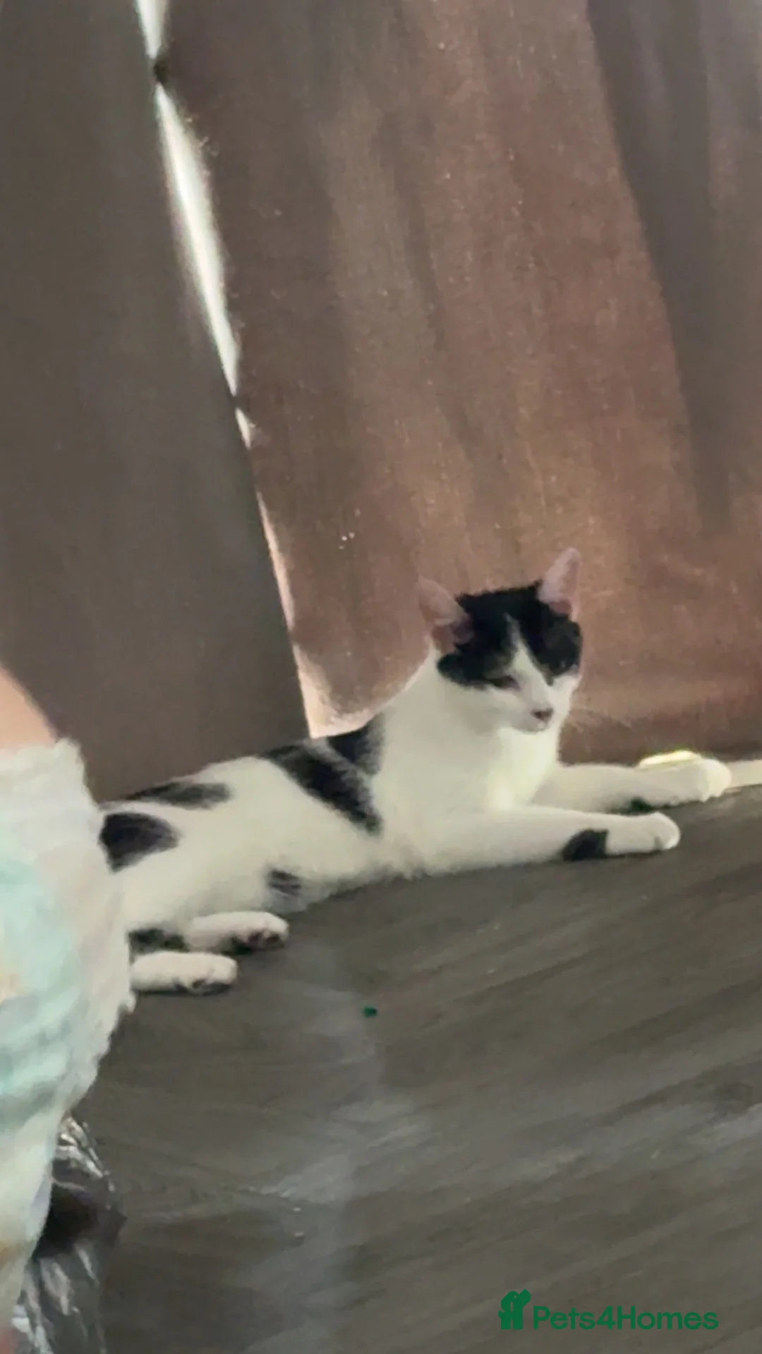 Mixed Breed cats for sale: 2 kittens  - Advert 1