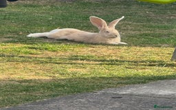 Continental Giant rabbits for sale: Male and female  - Image 3