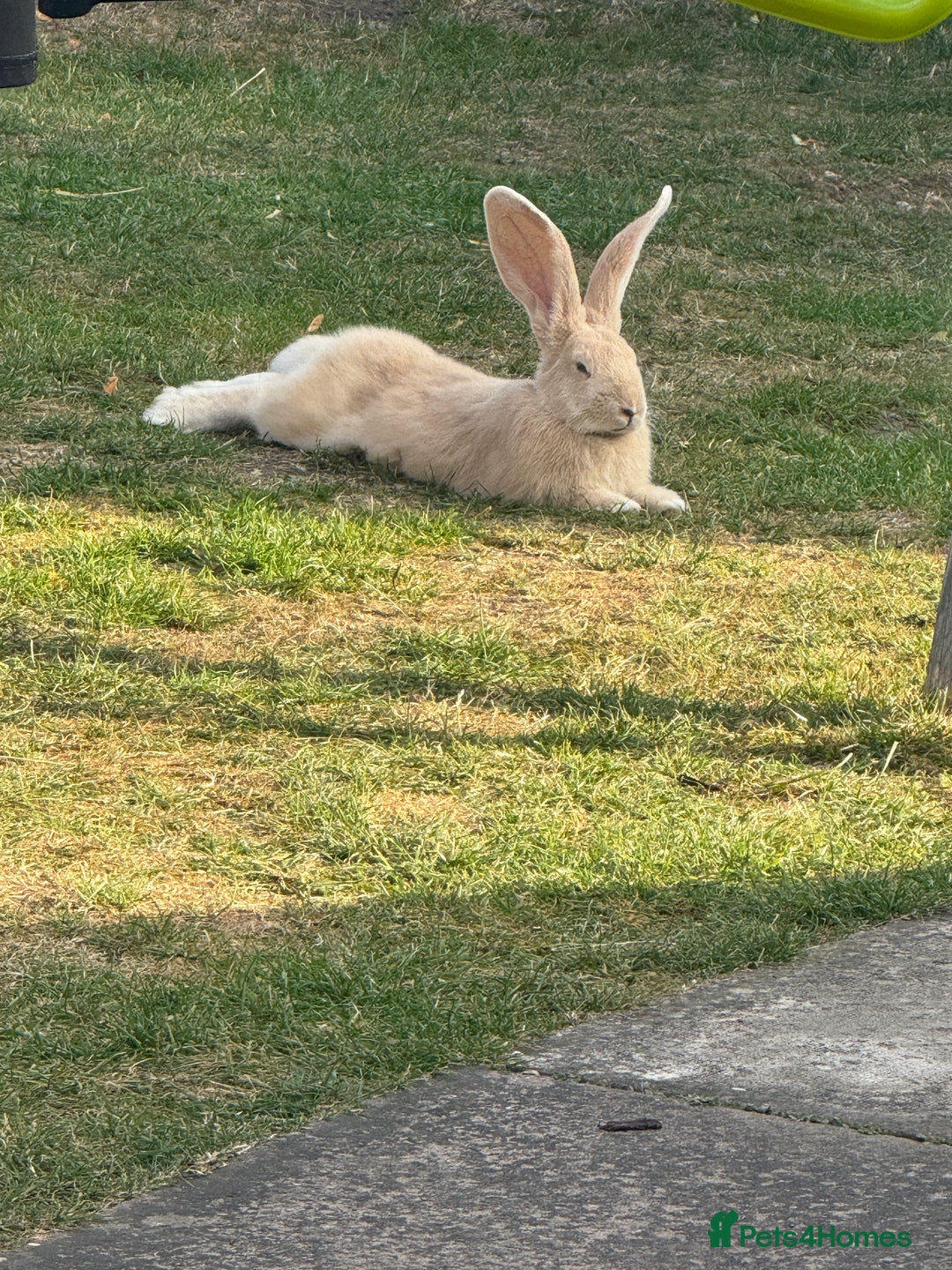 Continental Giant rabbits for sale: Male and female  - Image 3