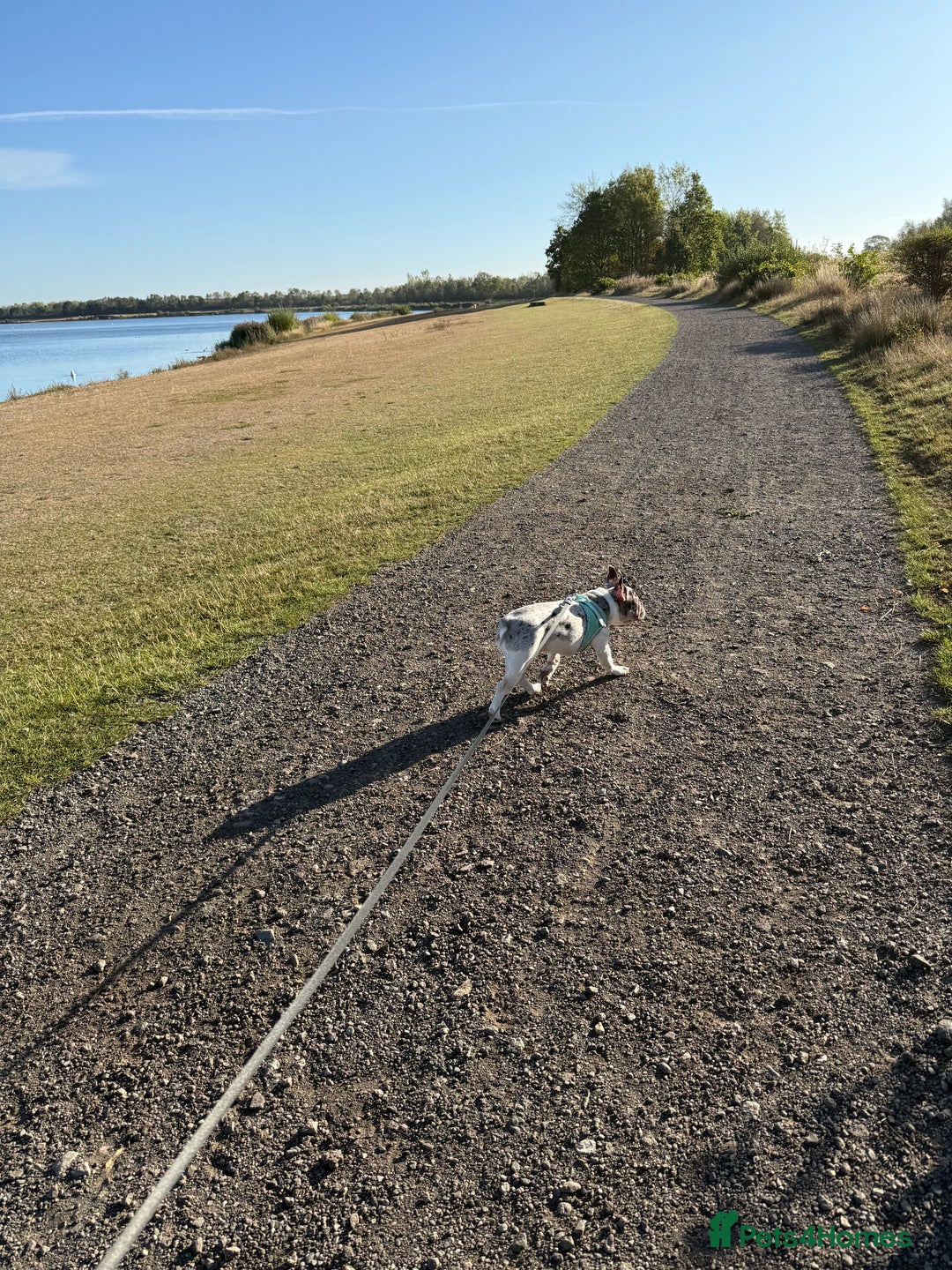 French Bulldog dogs for sale: Mabel, 8 month old, Frenchie!💜 - Advert 3