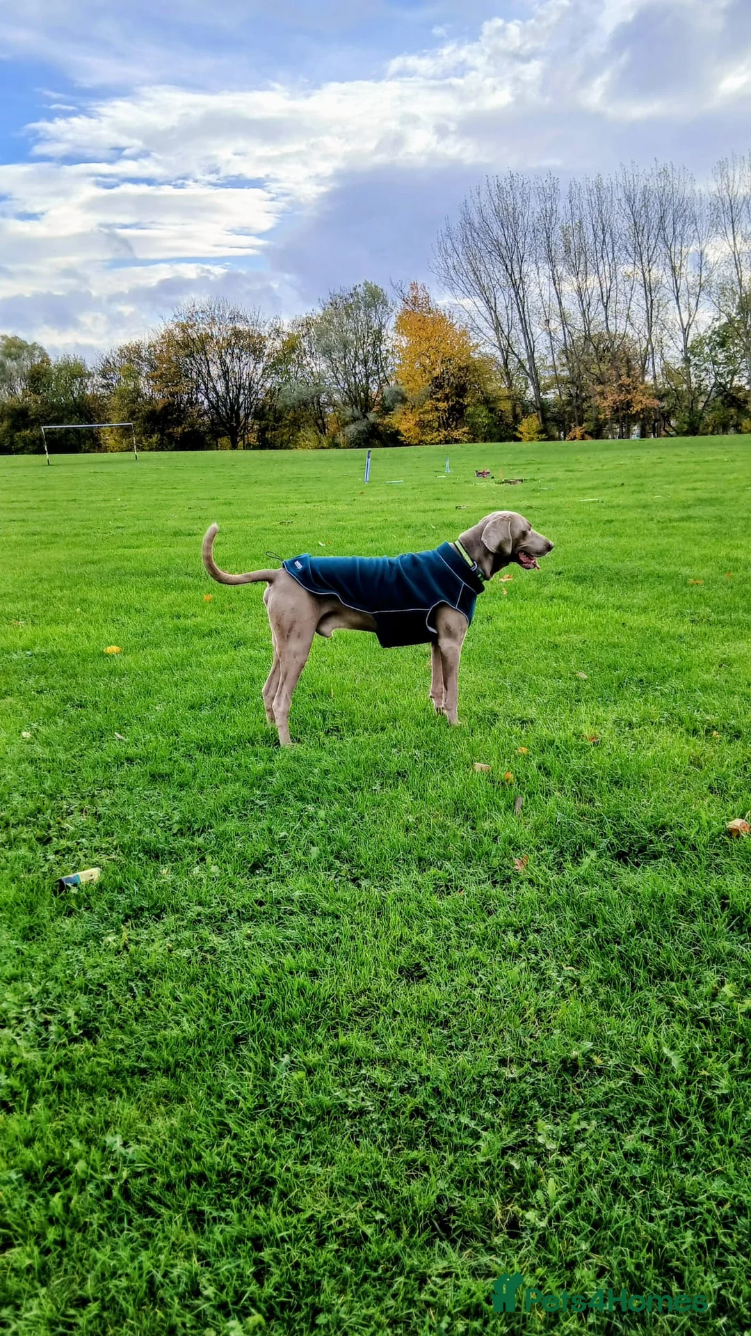 Weimaraner dogs for stud: Athletic Weimaraner to stud - Advert 6