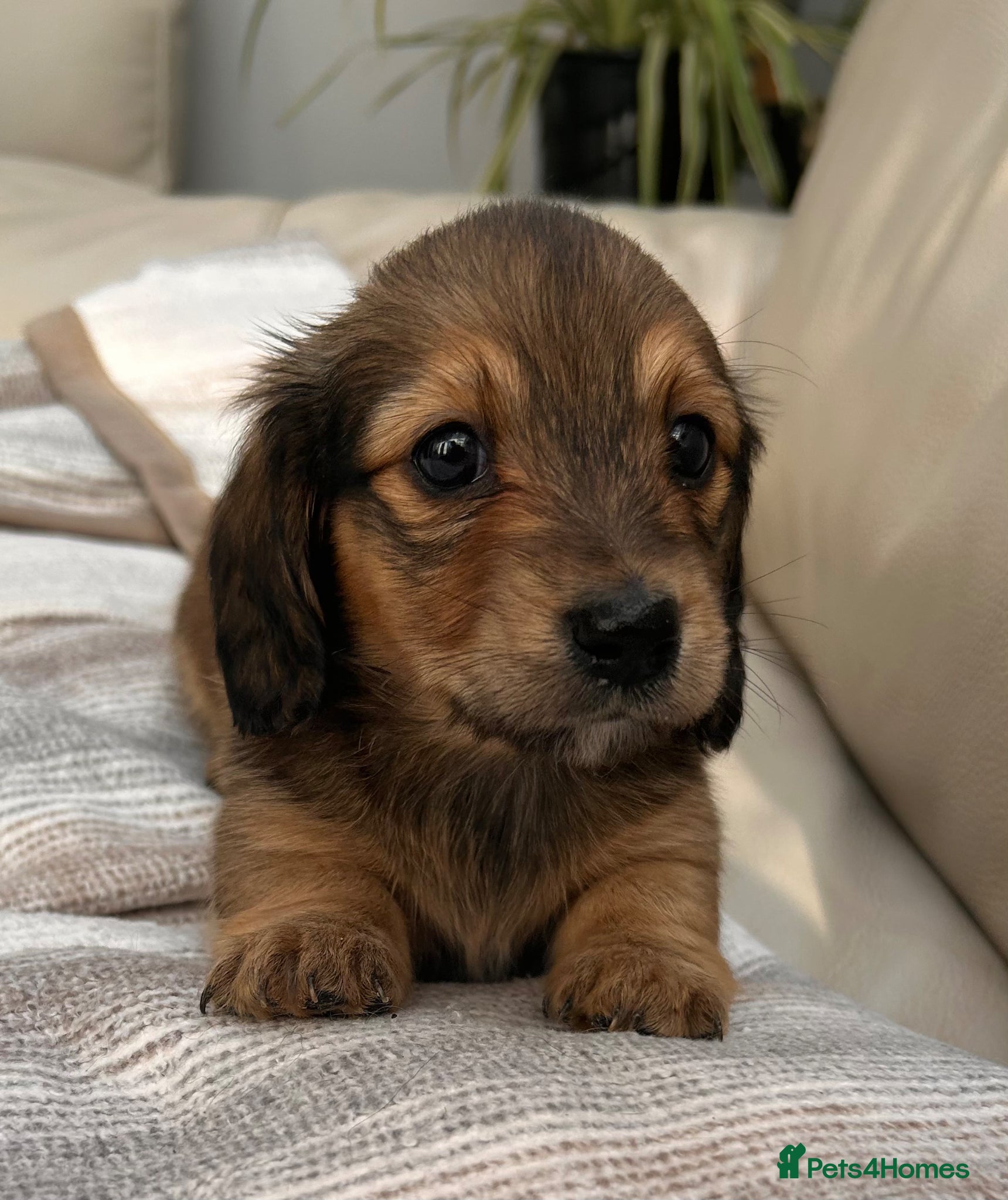 Dachshund dogs Kc Stunning Miniature Dachshunds  - Advert 1