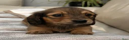 Dachshund dogs for sale: Kc Stunning Miniature Dachshunds  - Advert 13