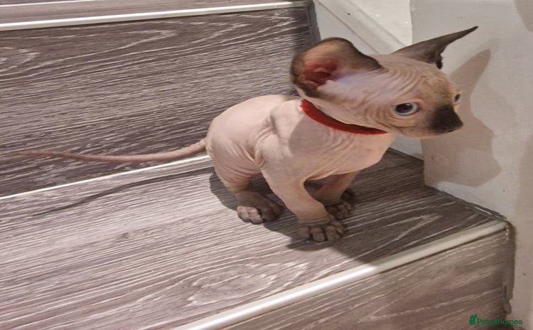 Sphynx cats - Advert 11