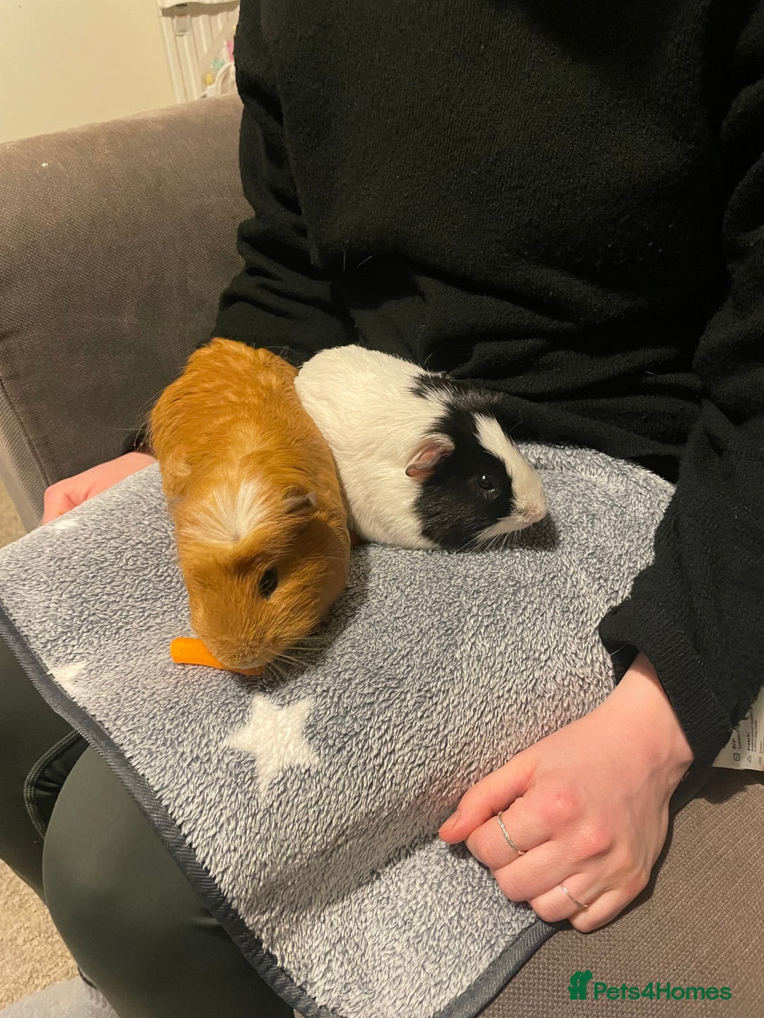 Guinea Pig rodents for sale: 2 male guinea pigs  - Advert 2