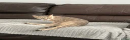 Bengal cats for sale: Stunning male Bengal  - Advert 7