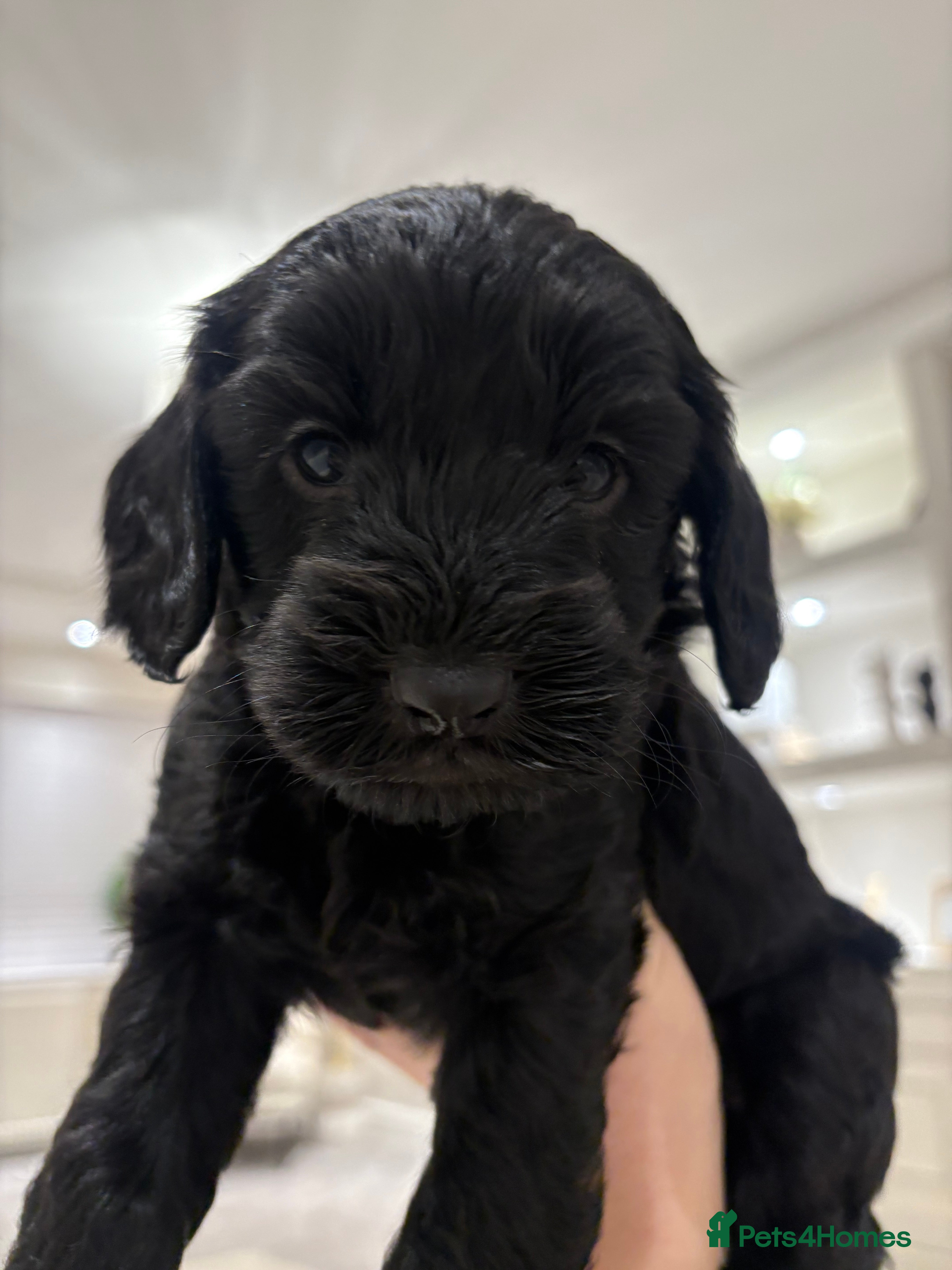 Cockapoo dogs Adorable 5 week old Cockapoo Puppies. - Advert 10