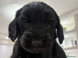 Cockapoo dogs Adorable 5 week old Cockapoo Puppies. - Advert 2