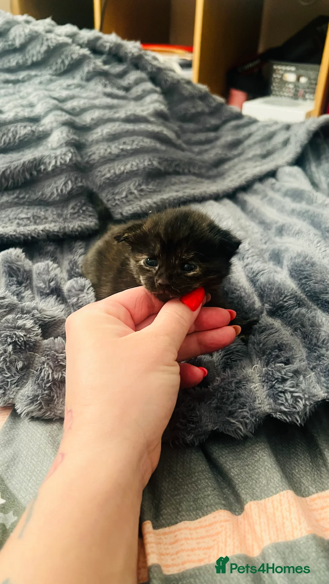 Mixed Breed cats for sale: 3 beautiful baby girls available  - Advert 2