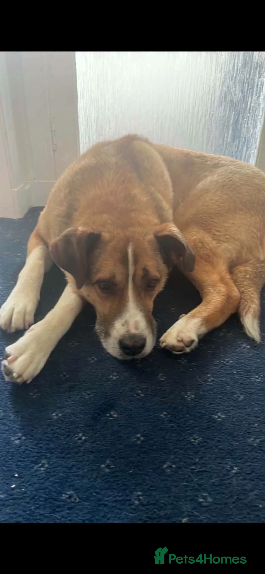 Mixed Breed dogs for adoption: Meet Duke 🐾 - Advert 2