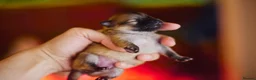 Pomeranian dogs for sale: KC registered pomeranian puppies - 4 girls  - Advert 12