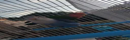 Lovebirds birds for sale: 2 lovebirds and a budgie looking for a loving home in Dewsbury - Advert 7