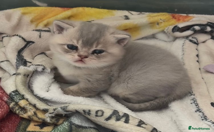 British Shorthair cats - Advert 16