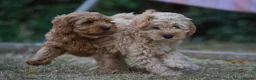 Australian Labradoodle dogs for sale: F1 Cockapoo x Australian Labradoodle Pups 🐾 - Advert 9