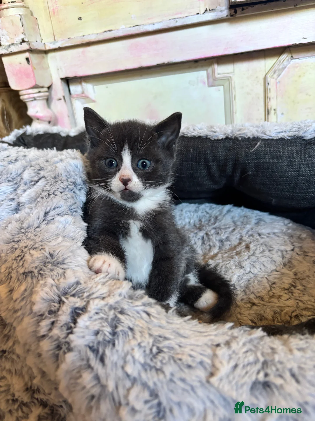 Mixed Breed cats for sale: Adorable Little Bundles of Joy - Advert 2