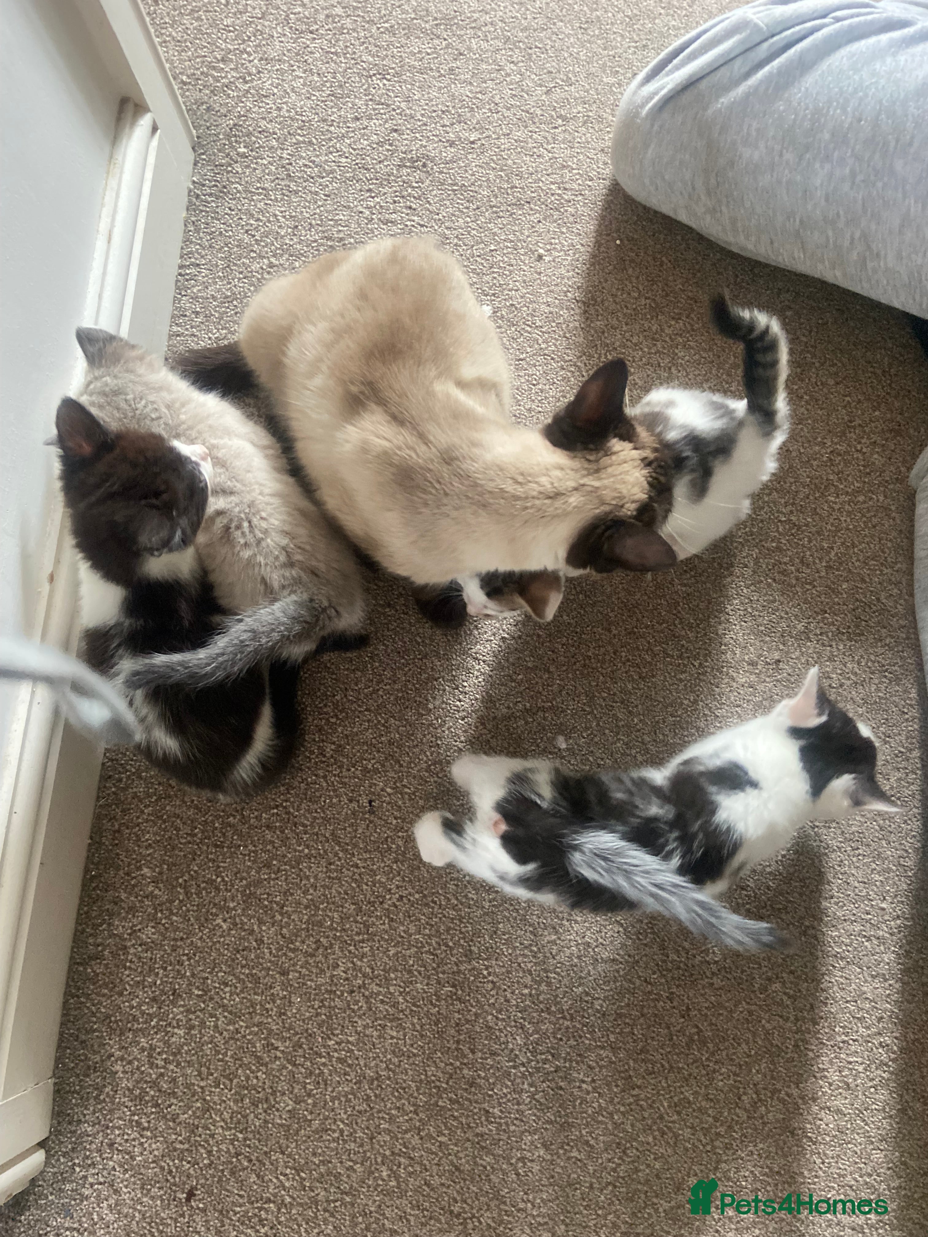 Mixed Breed cats Beautiful crossbreed kittens ready now - Advert 1