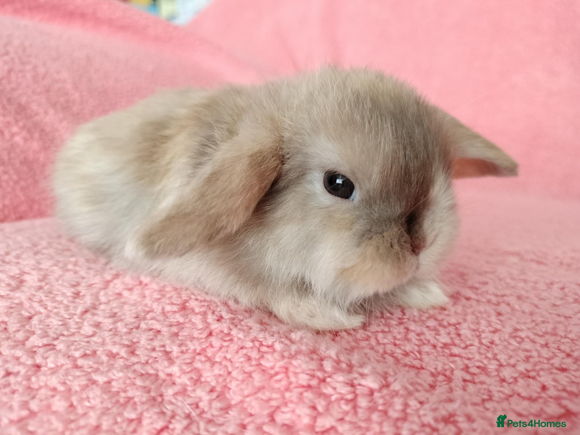 Mini Lop rabbits Baby mini lops for sale  - Advert 9