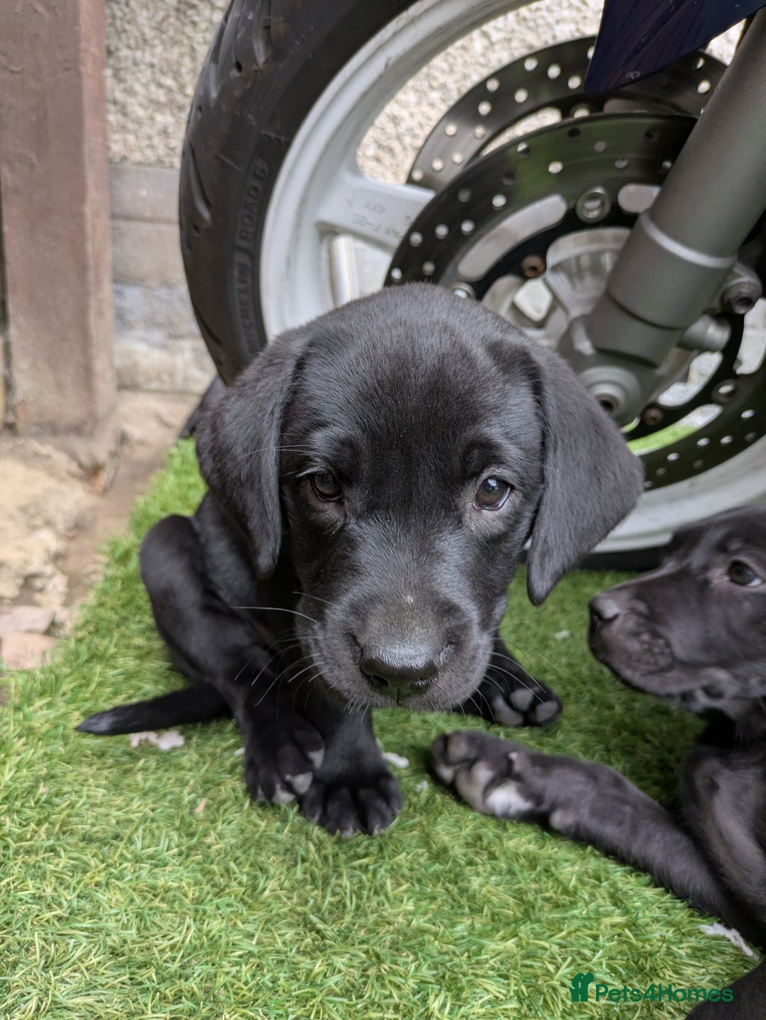 Labrador Retriever dogs for sale: Last black lab bitches available  - Image 5