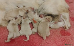 Golden Retriever dogs for sale: KC Fully health tested Golden retriever puppies - Image 2