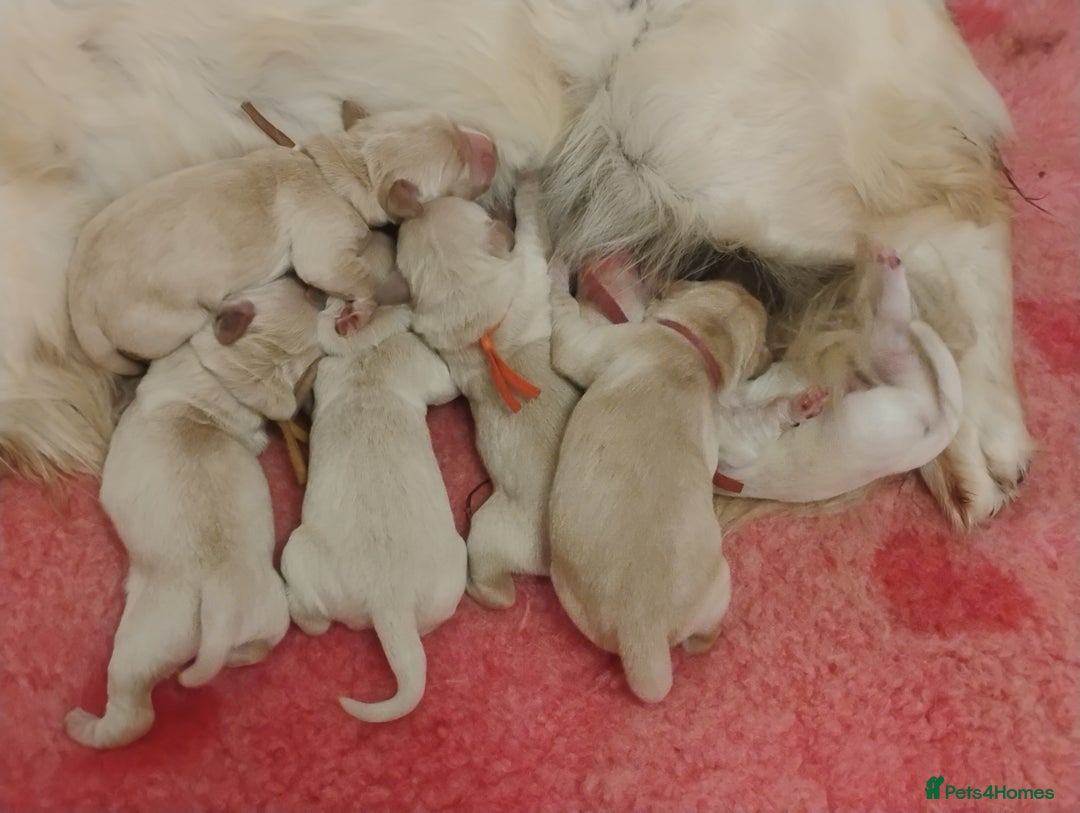 Golden Retriever dogs for sale: KC Fully health tested Golden retriever puppies - Image 2