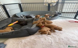 Cocker Spaniel dogs for sale: Kc reg cocker spaniels with 5 weeks insurance  - Advert 22