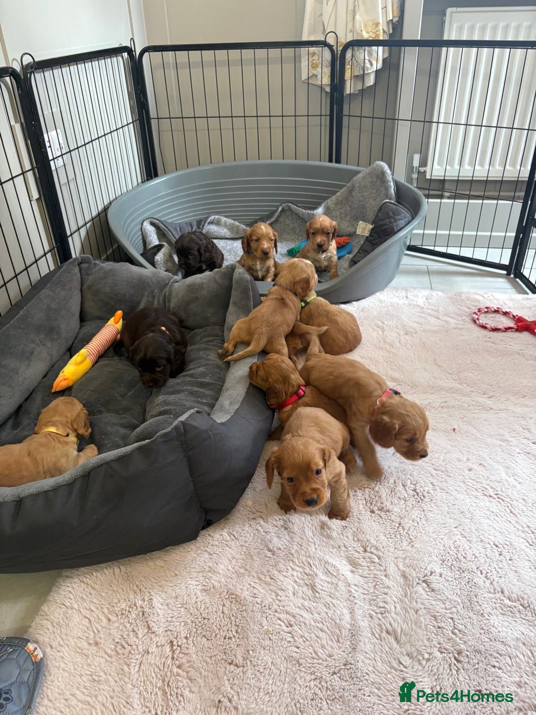 Cocker Spaniel dogs for sale: Kc reg cocker spaniels with 5 weeks insurance  - Advert 22