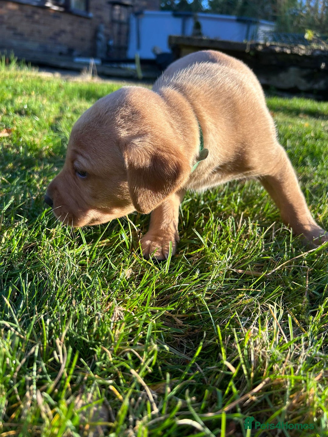 Labrador Retriever dogs for sale: Fox Red Labrador Puppies for Sale - Advert 12
