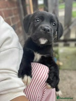 Mixed Breed dogs CANE CORSO ** TIFF PUPPY - Advert 8
