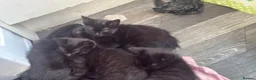 Mixed Breed cats for sale: Ragdoll cross kittens in Glasgow - Advert 5