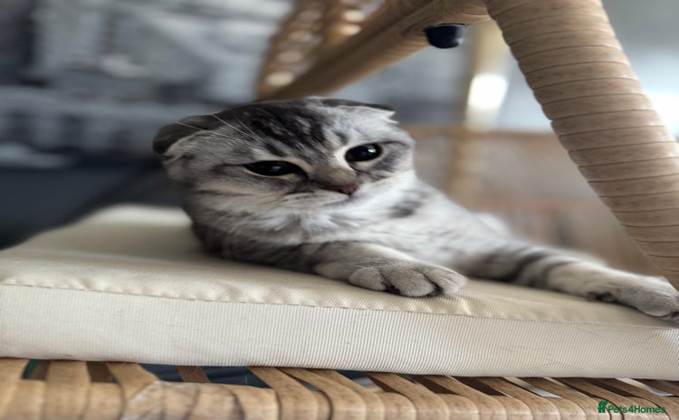 Scottish Fold cats - Advert 1