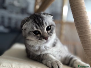Scottish Fold cats - Advert 6