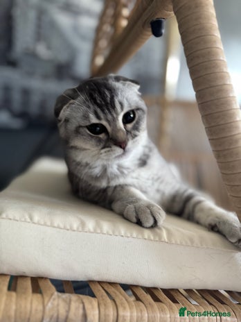 Scottish Fold cats - Advert 8