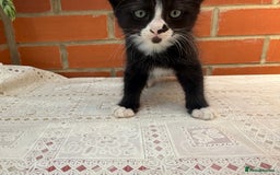 Korat cats for sale: KITTENS FOR FREE!!! NEED GONE ASAP! - Image 8
