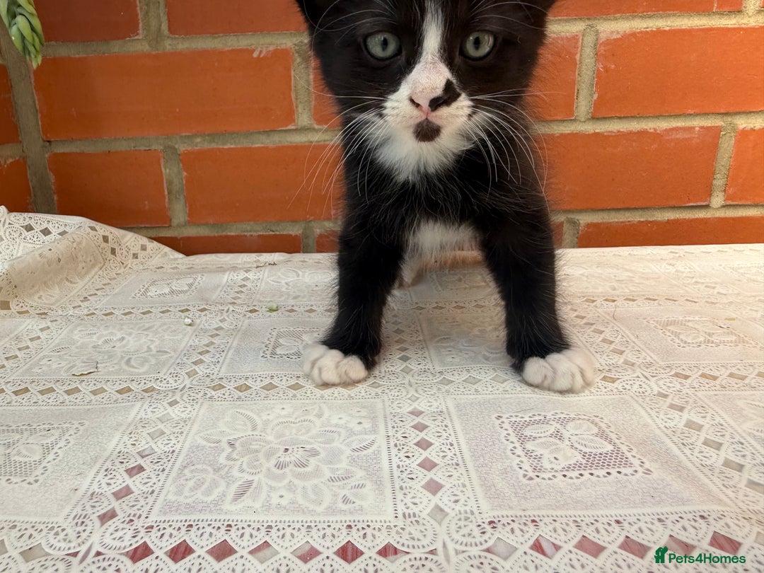 Korat cats for sale: KITTENS FOR FREE!!! NEED GONE ASAP! - Image 8