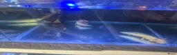 Axolotl reptiles for sale: Axolotls for sale  - Advert 5