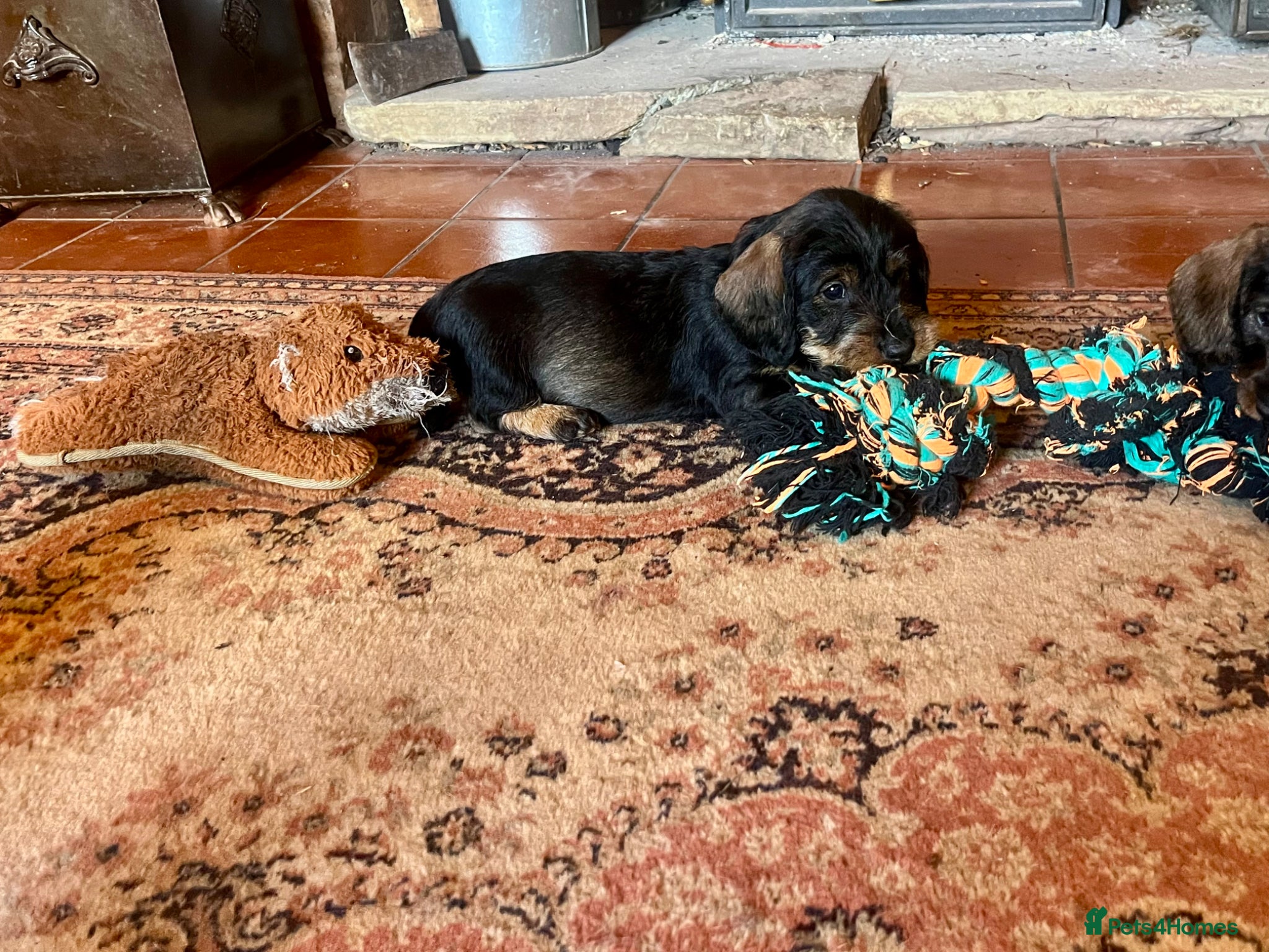 Dachshund dogs Kc registered Standard wire haired dachshund pups  - Advert 16