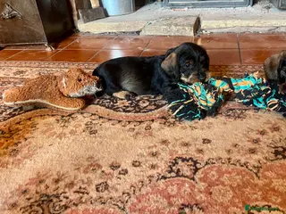Dachshund dogs Kc registered Standard wire haired dachshund pups - Advert 16