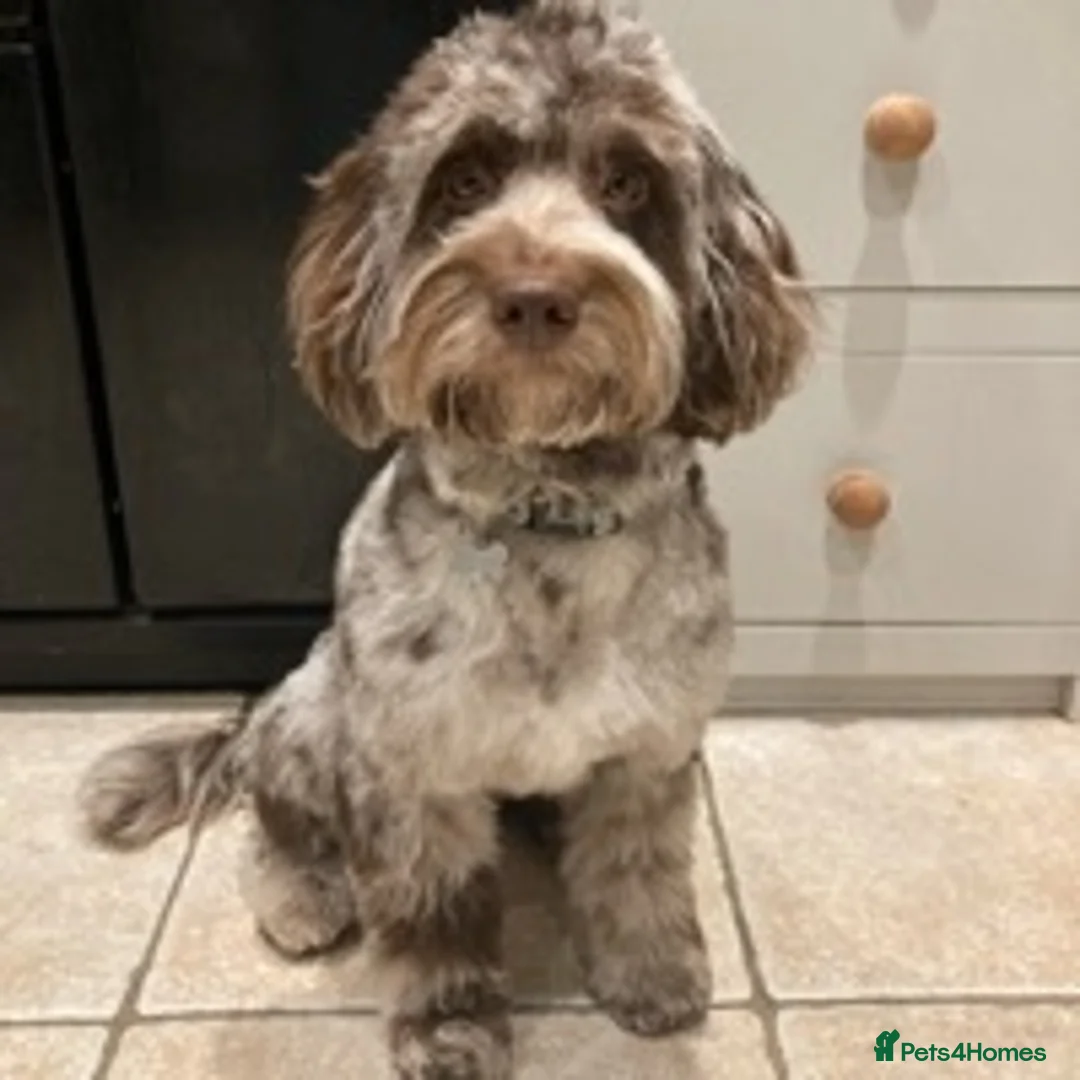 Cockapoo dogs for stud: F1 Merle Male Cockapoo for Stud in Nottingham - Advert 5