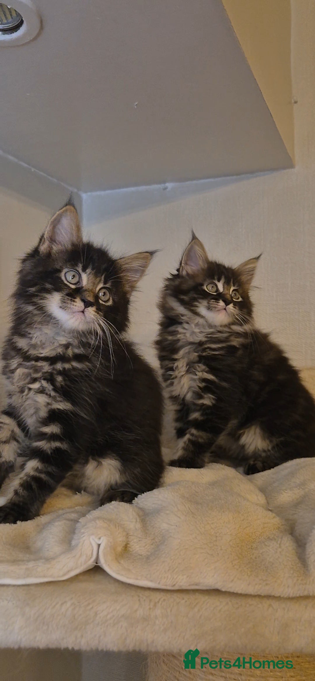 Maine Coon cats for sale: Friendly Maine coone mix baby's ready to go  - Advert 18
