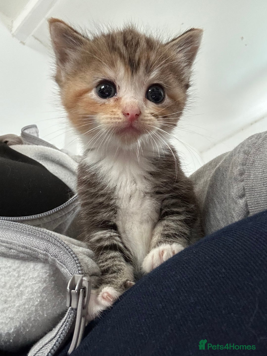Ragdoll cats for sale: Ragdoll cross bengal - Image 9