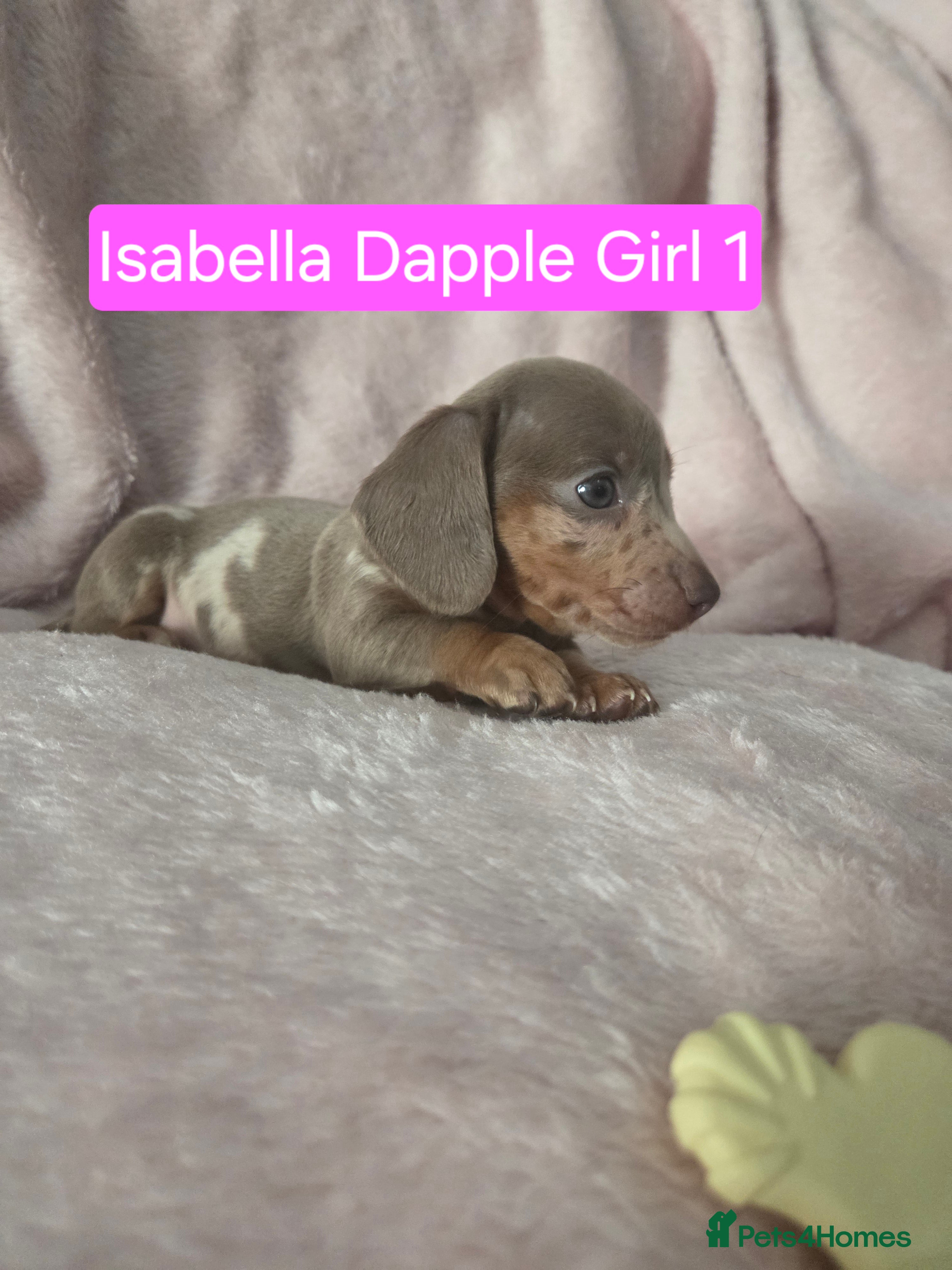 Miniature Dachshund dogs Miniature dachshund pups KC Reg 1 GIRL LEFT - Advert 6
