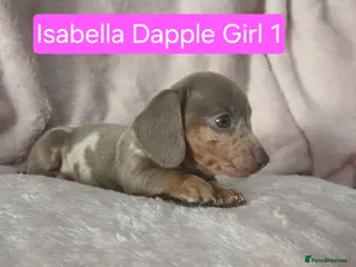 Miniature Dachshund dogs Miniature dachshund pups KC Reg 1 GIRL LEFT - Advert 6