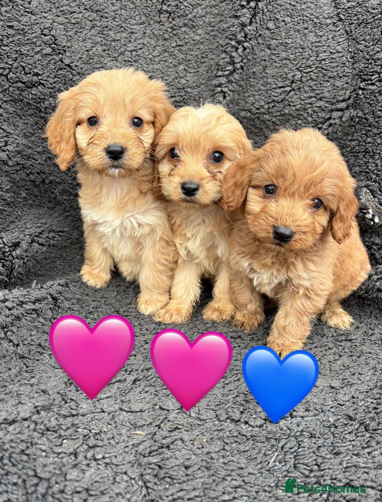 Cockapoo dogs for sale: 3 adorable Cockerpoo puppies  - Advert 1