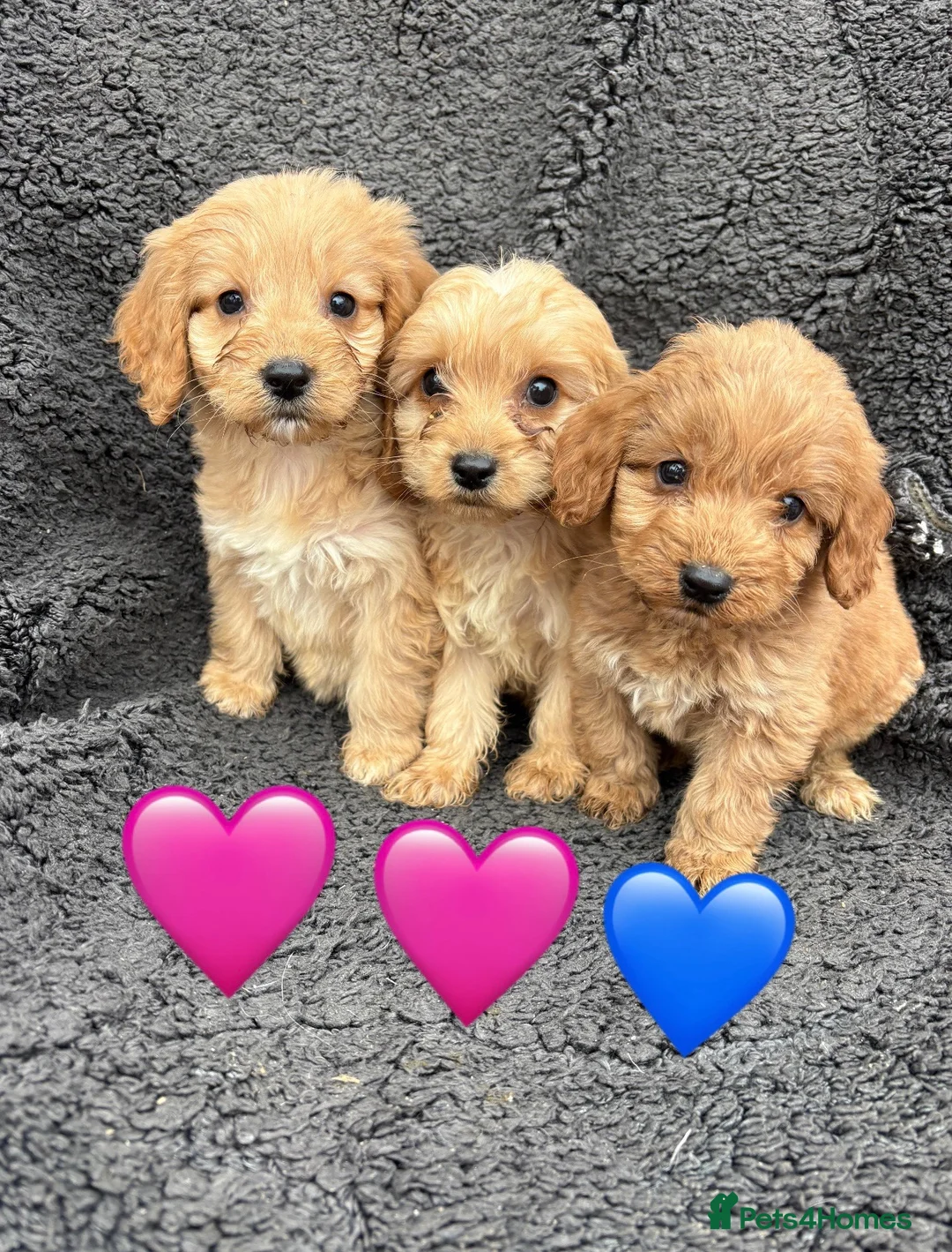 Cockapoo dogs for sale: 3 adorable Cockerpoo puppies  in Leicester - Advert 1