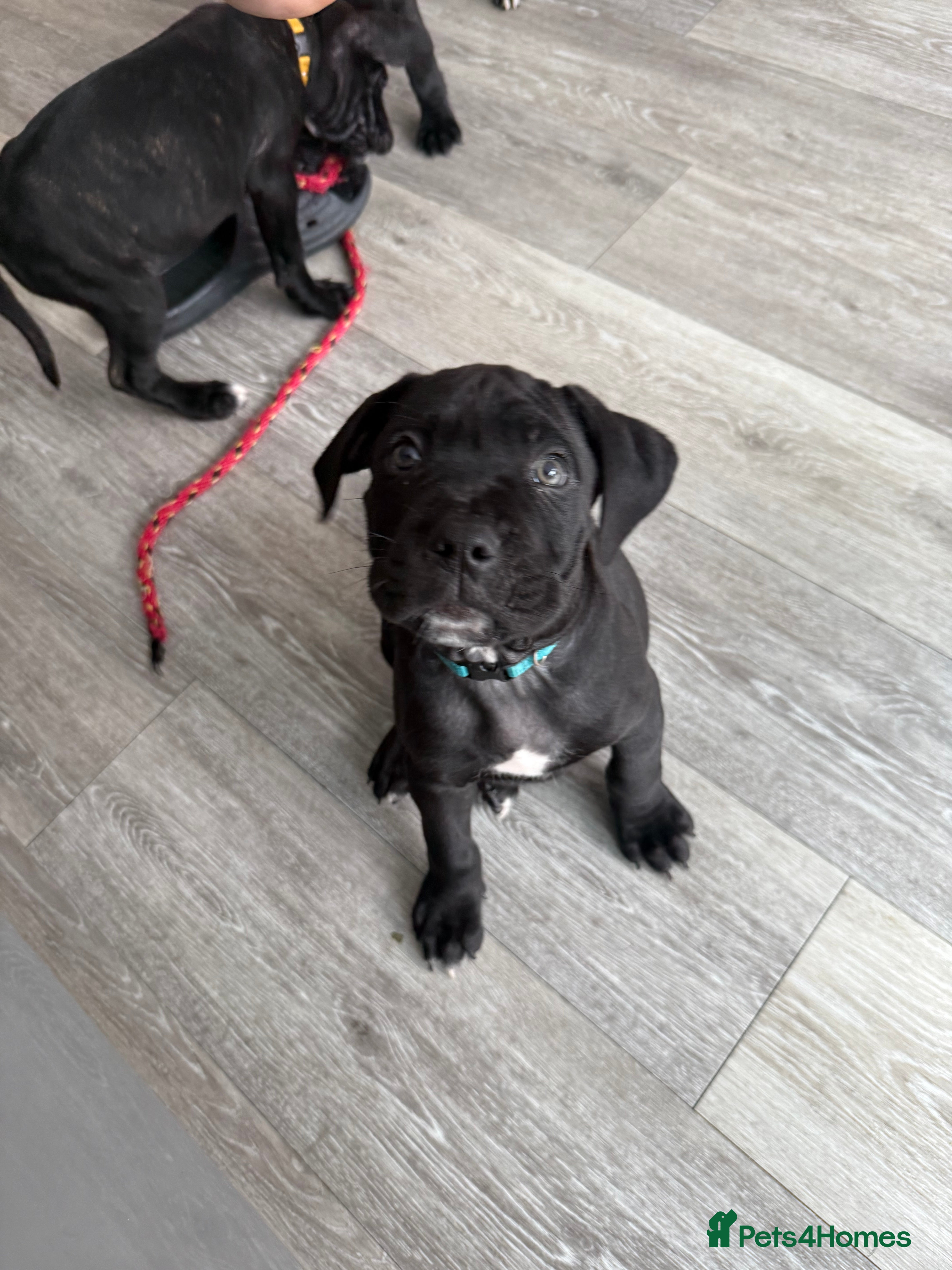 Cane Corso dogs Cane corso puppies - Advert 2