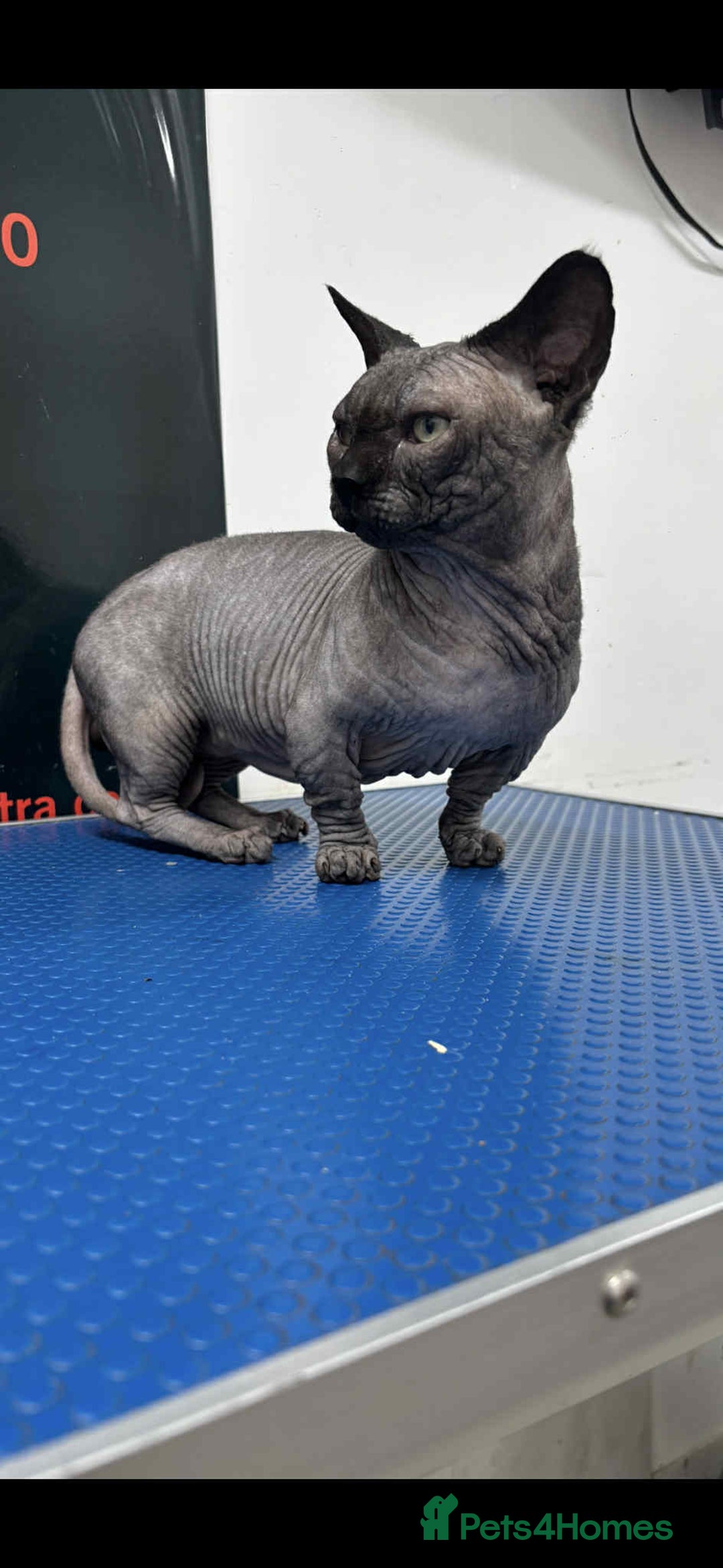 Sphynx cats for stud: STUD-SPHYNX BAMBINO TICCA ACTIVE  - Advert 2